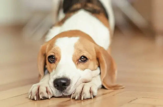5 Must-Know Tips for Speedy Pet Recovery Post-Surgery