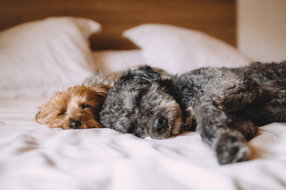 How long does a dog have to rest each day?